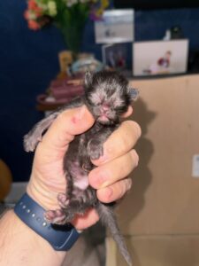 Ragdoll Cross 2