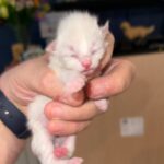 Ragdoll Cross 1