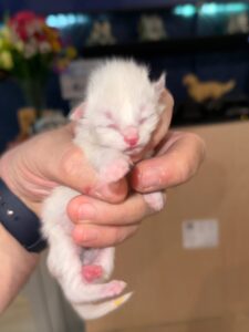 Ragdoll Cross 1