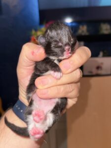 Ragdoll Cross 4