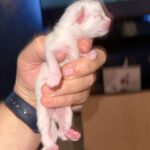 Ragdoll Cross 5