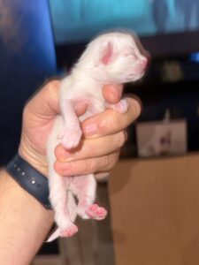 Ragdoll Cross 5